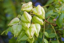 15 Graines de Savonnier -