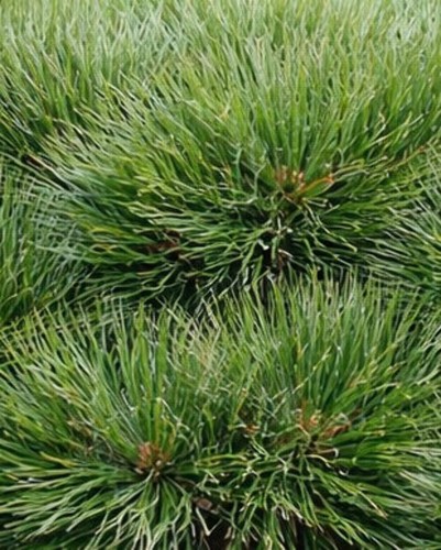 Pinus strobus radiata - pinus,