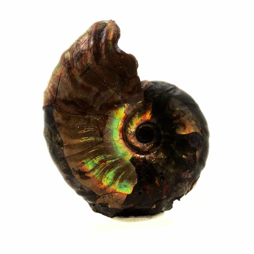 Ammonite fossile desmoceras - ammonite,