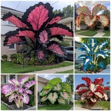100PcsSeeds Caladium Flower Rare Color Perennial Garden Open Air Bonsai US