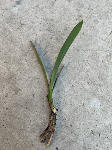 Clivia miniata bush lily - miniata,