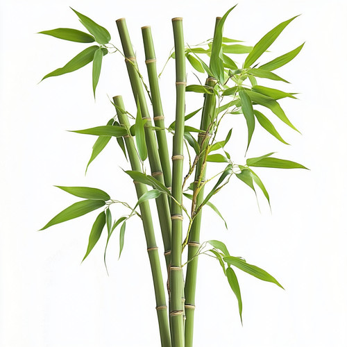 Graines bambou géant - bambou,