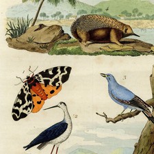 Papillon Ecaille Oiseau Echasse Echenilleur Echidné - Gravure originale XIXe