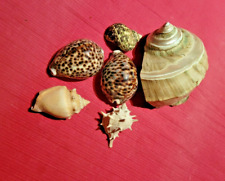 LOTS DE 6 COQUILLAGES DE MER DECORATION/AQUARIUM/COLLECTIONNEUR