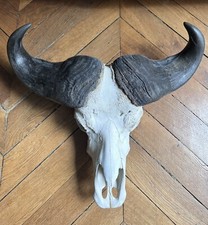 Massacre trophée  cornes