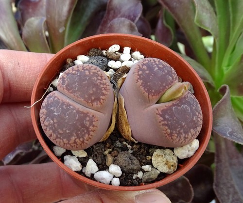 Lithops aucampiae brown - lithops,