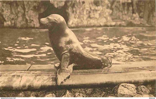 Carte postale animaux zoo - postale,