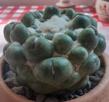 Coryphantha elephantidens