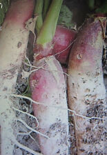 ♫ RAIFORT CHAMPETRE 'Amélioré' ♫ Graines ♫ COLLECTION d'Aromatiques Gustatives ♫