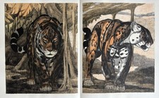 Paul JOUVE Gravure Animalière