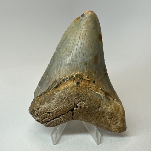 Megalodon shark tooth 19 - megalodon, 4.19