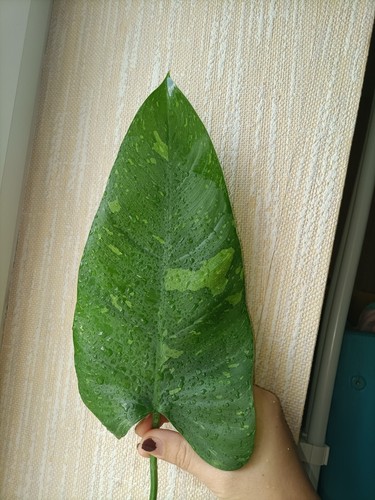 Philodendron jose buono 2 - philodendron,