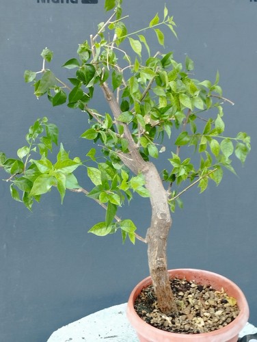 Bonsaï bougainvillier x - de,