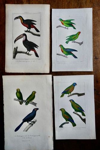 Gravures oiseaux buffon - 4, xixe