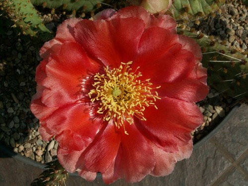 Opuntia macrorhiza - , x