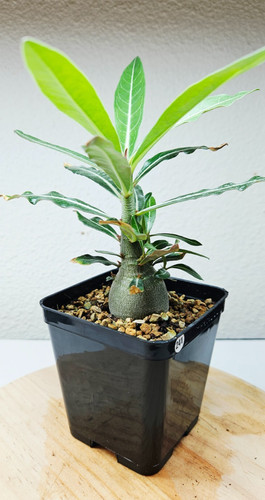 Adenium somalense black - adenium,