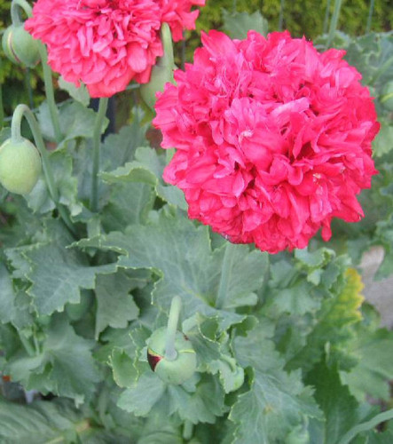 Papaver somniferum graines - somniferum,graines, de