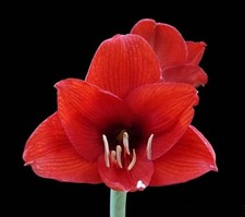 Hippeastrum intiflorum
