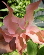 ♫ DATURA BRUGMENSIA