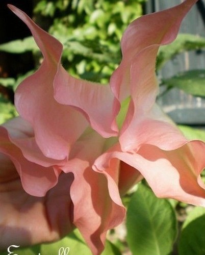 Datura brugmensia - datura,