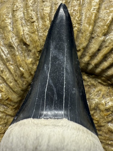 Bone valley - 2.49”,