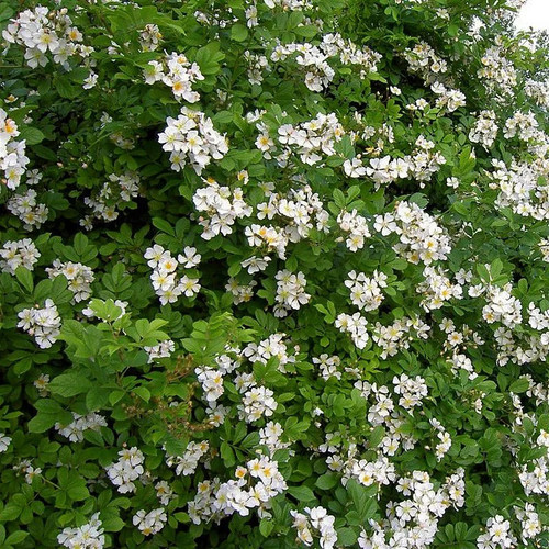 Rosa multiflora inermis - multiflora,