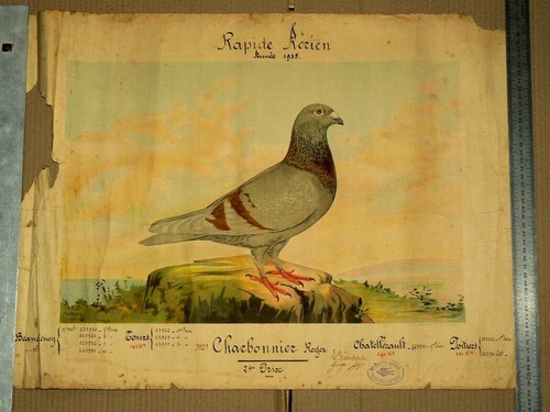 Pigeon voyageur rapide aérien - pigeon,