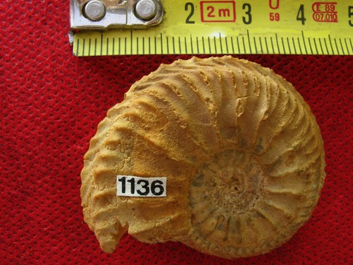 Ammonite oxfordien - l'oxfordien,