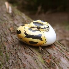 Animal Heavenly Body Pastel Pied Ball Python regius Snake Statue
