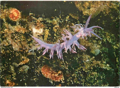 Carte postale animaux - animaux,