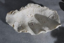 Coquillage bénitier 20 cm ; 395 gr.