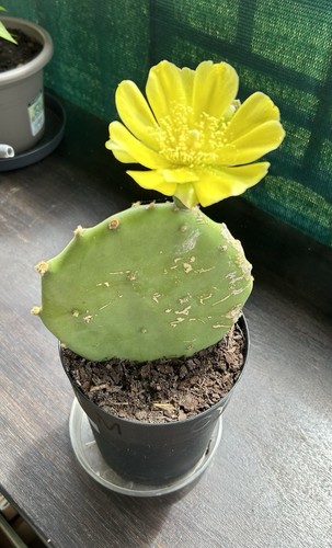 Graines cactus raquette - de,