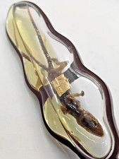 JingJok Double Tail Gecko Thai Amulet POWERFUL Money Attraction WEALTH Magic