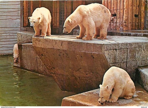 Carte postale animaux ours - -,