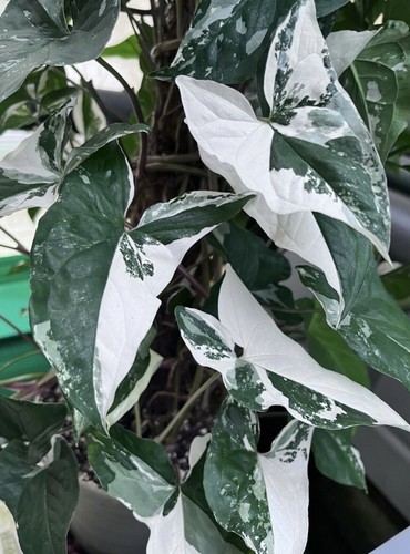 Syngonium albo variegata - syngonium,