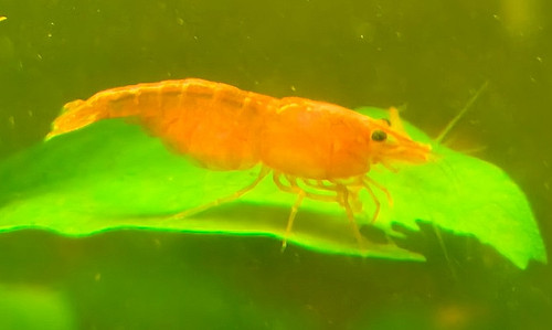 Lots 2 crevettes - lots,