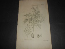 1748 BOTANICA ACQUAFORTE GEORG