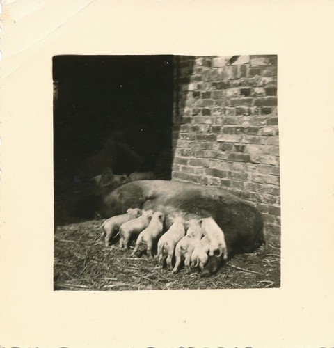 Snapshot truie cochons ferme - truie,