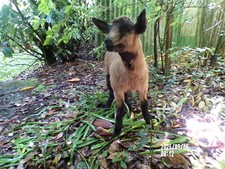 Lamb Lamb Lamb Kid Baby Naturalized Taxidermy Curiosity No. 8