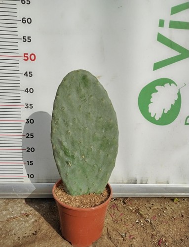 Plante grasse figue - d'inde, «