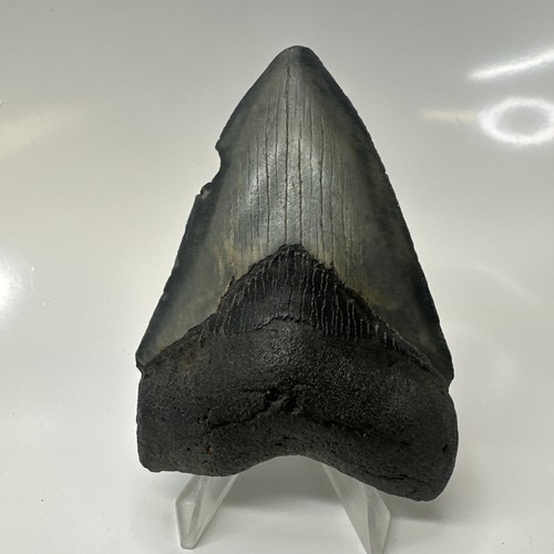Megalodon shark tooth - shark,