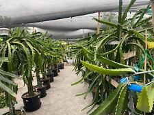 ULTRA RARE DRAGON FRUIT CUTTINGS - MULTIPLE VARIETIES - 8" - 12: SIZE