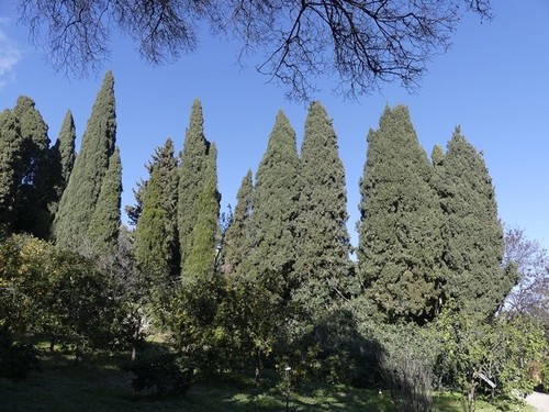 Graines de cyprès commun - graines,