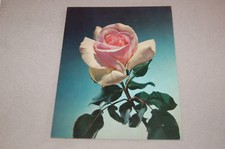 ANCIENNE PUBLICITÉ PHARMACEUTIQUE CARDIORYTHMINE 5 "les rosiers" Pink Perfume