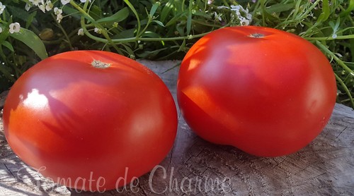 Graines tomate rare - graines, de