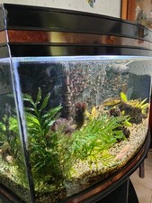 Aquarium 130L, en eau avec