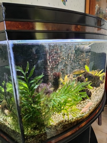 Aquarium 130l eau avec - aquarium,
