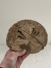 nautile ammonite origine