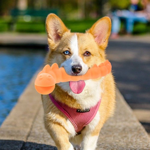 Accessoires pour chien jouet - accessoires,