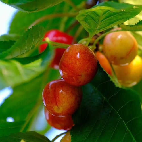 Cerisier rainier prunus - 'rainier',